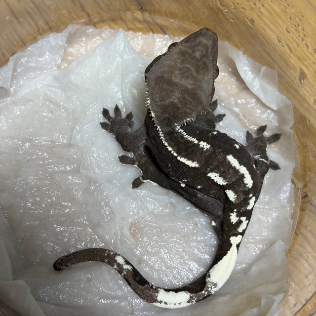 아잔틱 화이트포트홀