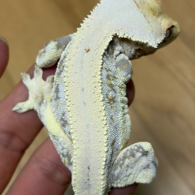 릴리화이트 솔리드백