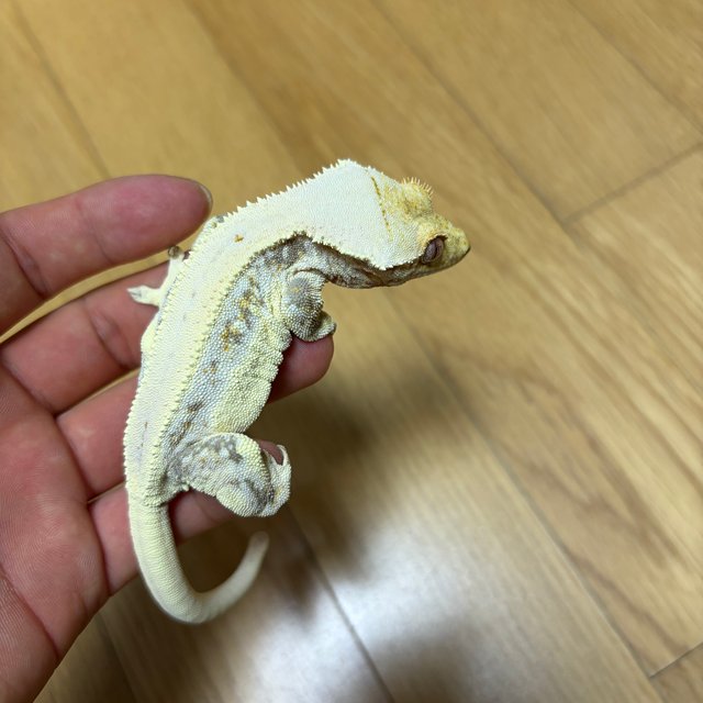 릴리화이트 솔리드백