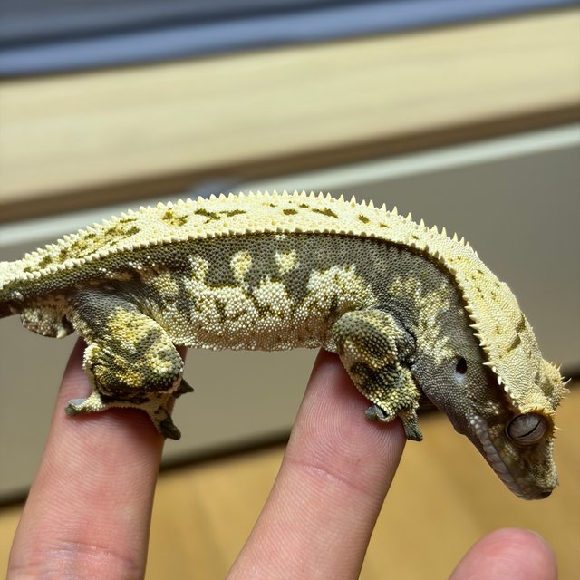 노멀 쿼드 풀핀 화이트핀