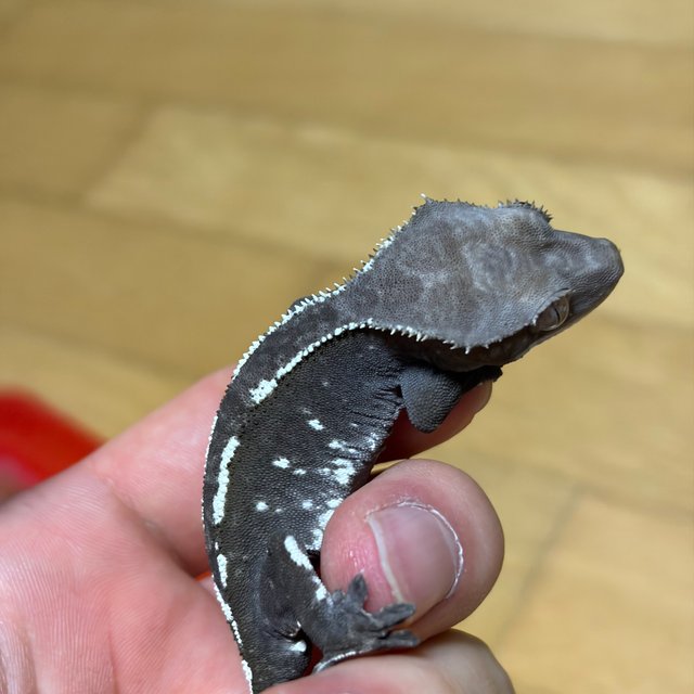 아잔틱 화이트포트홀