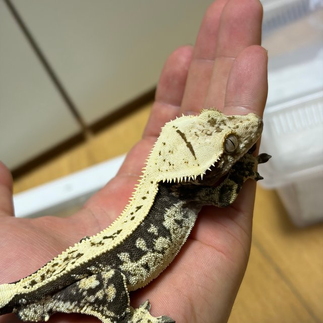 노멀 쿼드 풀핀 화이트핀