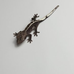 오샤리