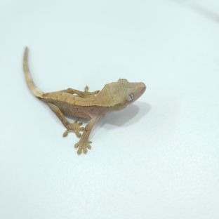 하이포