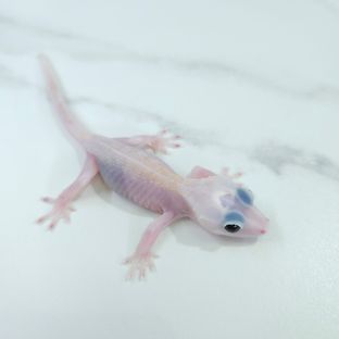 Hypo