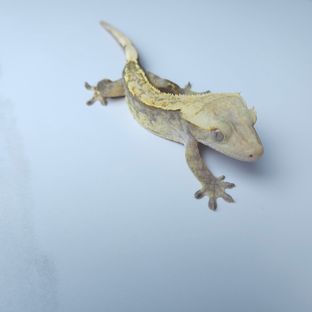 하이포