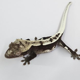 Axanthic