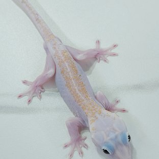 슈퍼하이포 릴리화이트