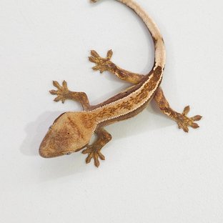 하이포