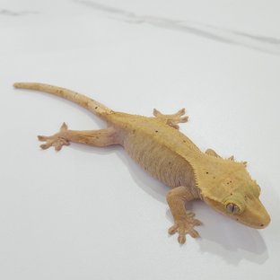 하이포