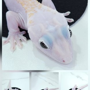 슈퍼하이포 릴리화이트