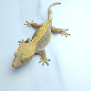 하이포