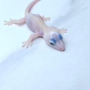 하이포