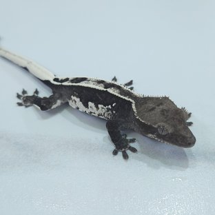 아잔틱
