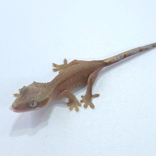 50%헷 하이포