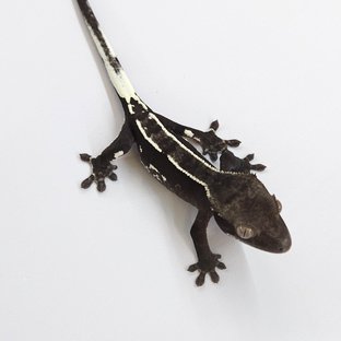 Axanthic