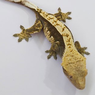 샤리