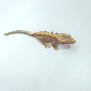 하이포