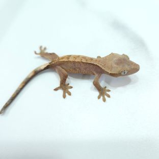 하이포