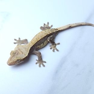 하이포