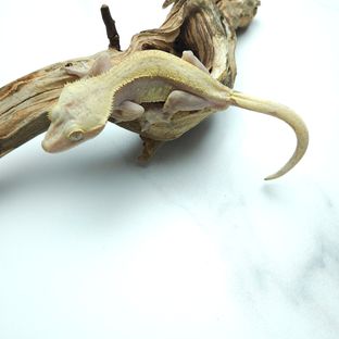 5G CRE 하이포 숫