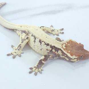 카푸치노 드리피 화이트스팟