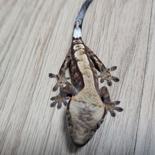데쉬드핀카푸