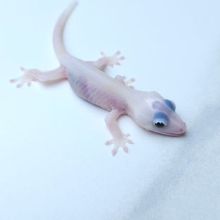하이포