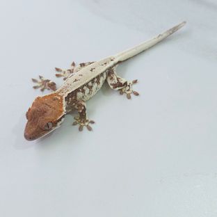 카푸치노