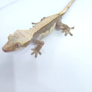 하이포
