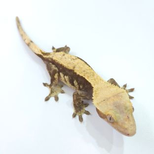 하이포