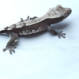 아잔틱
