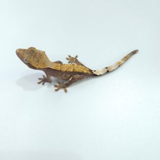 하이포