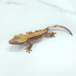 Hypo