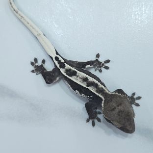 아잔틱