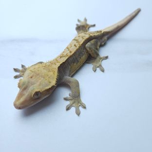 하이포