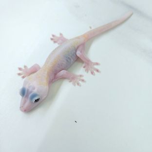 Hypo