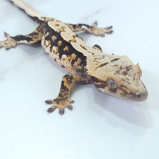 100%헷아잔틱