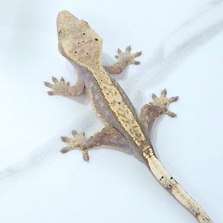 하이포