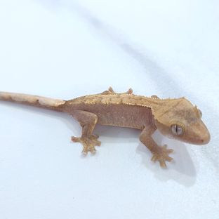 50%헷하이포