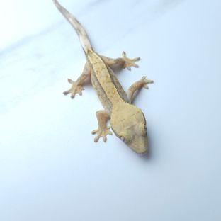 하이포