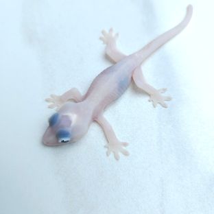 하이포