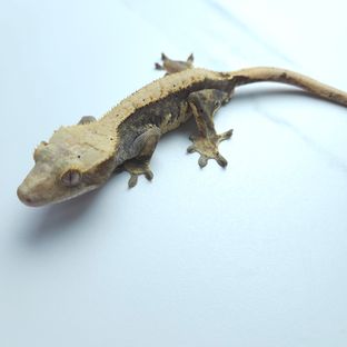 하이포