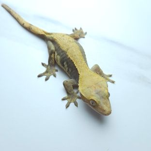 하이포
