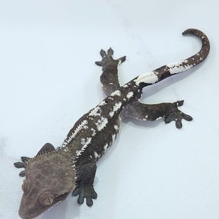 아잔틱