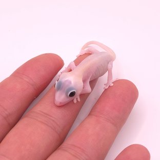 104핑 50%헷아잔