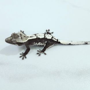 Axanthic