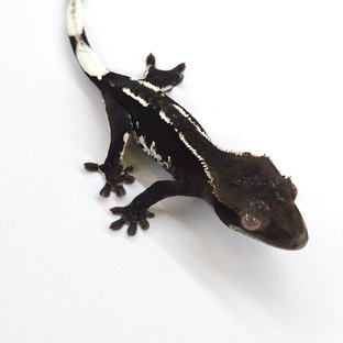 Axanthic