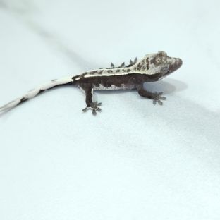 아잔틱