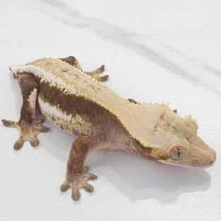 하이포 릴리화이트
